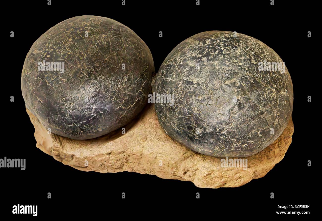 Oeufs de dinosaure ornithopode (réplique), période du Crétacé (il y a 83 à 74 millions d'années), Mongolie et Chine Banque D'Images