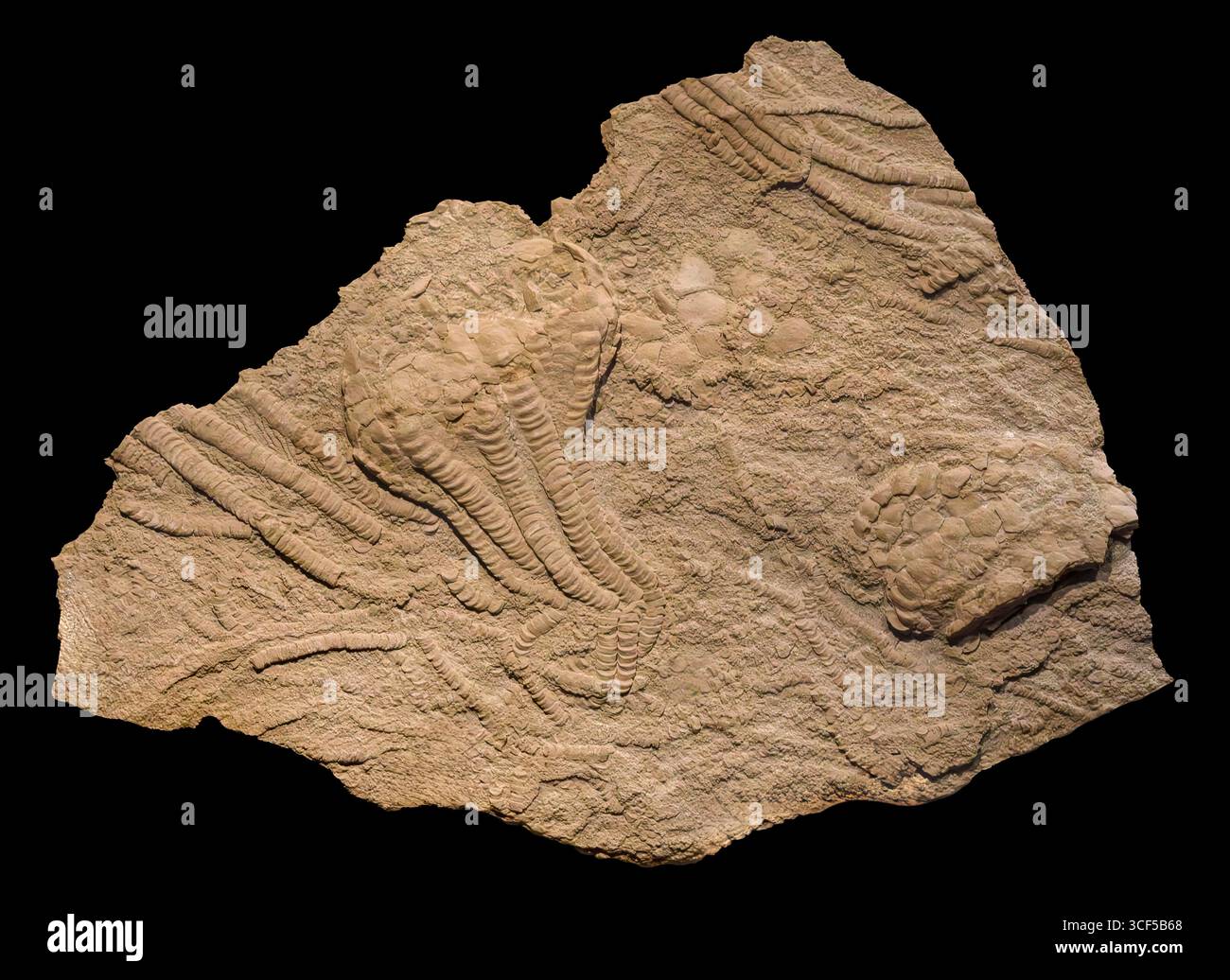 Fossile crinoïde sans tige (Uintacrinus socialis), période du Crétacé, Kansas, États-Unis Banque D'Images