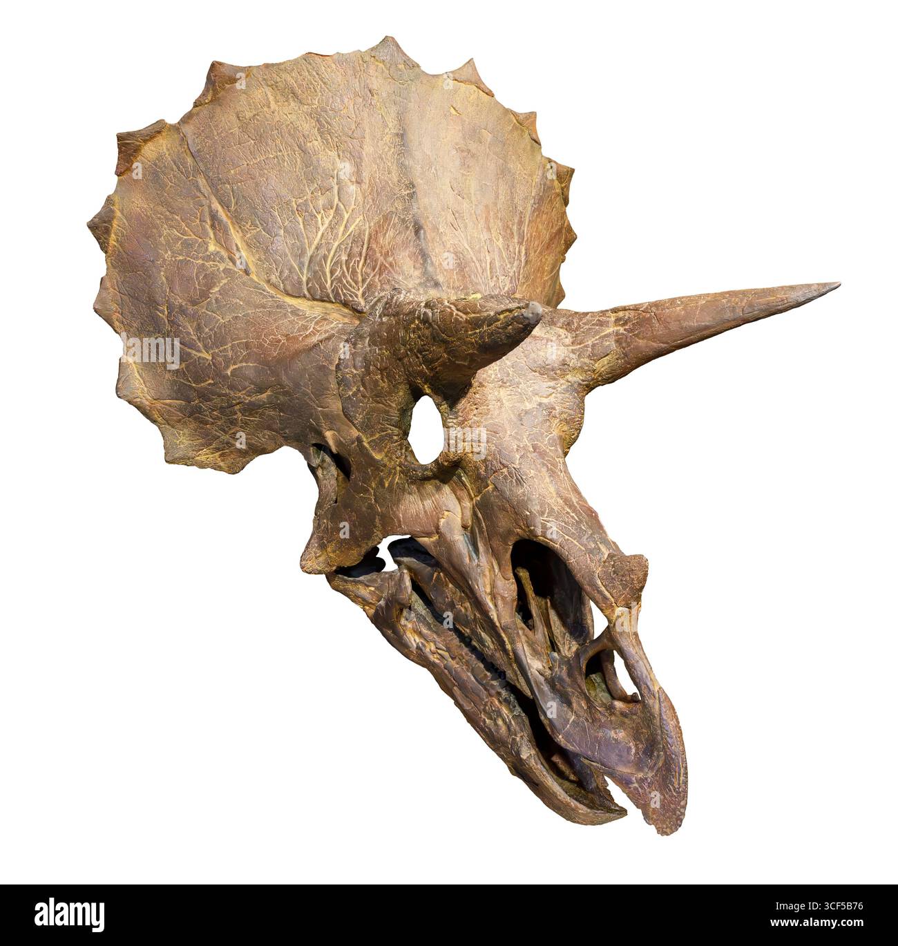Crâne de Triceratops horridus, formation de Hell Creek, Crétacé supérieur (68–66 millions d'années), ouest de l'Amérique du Nord Banque D'Images
