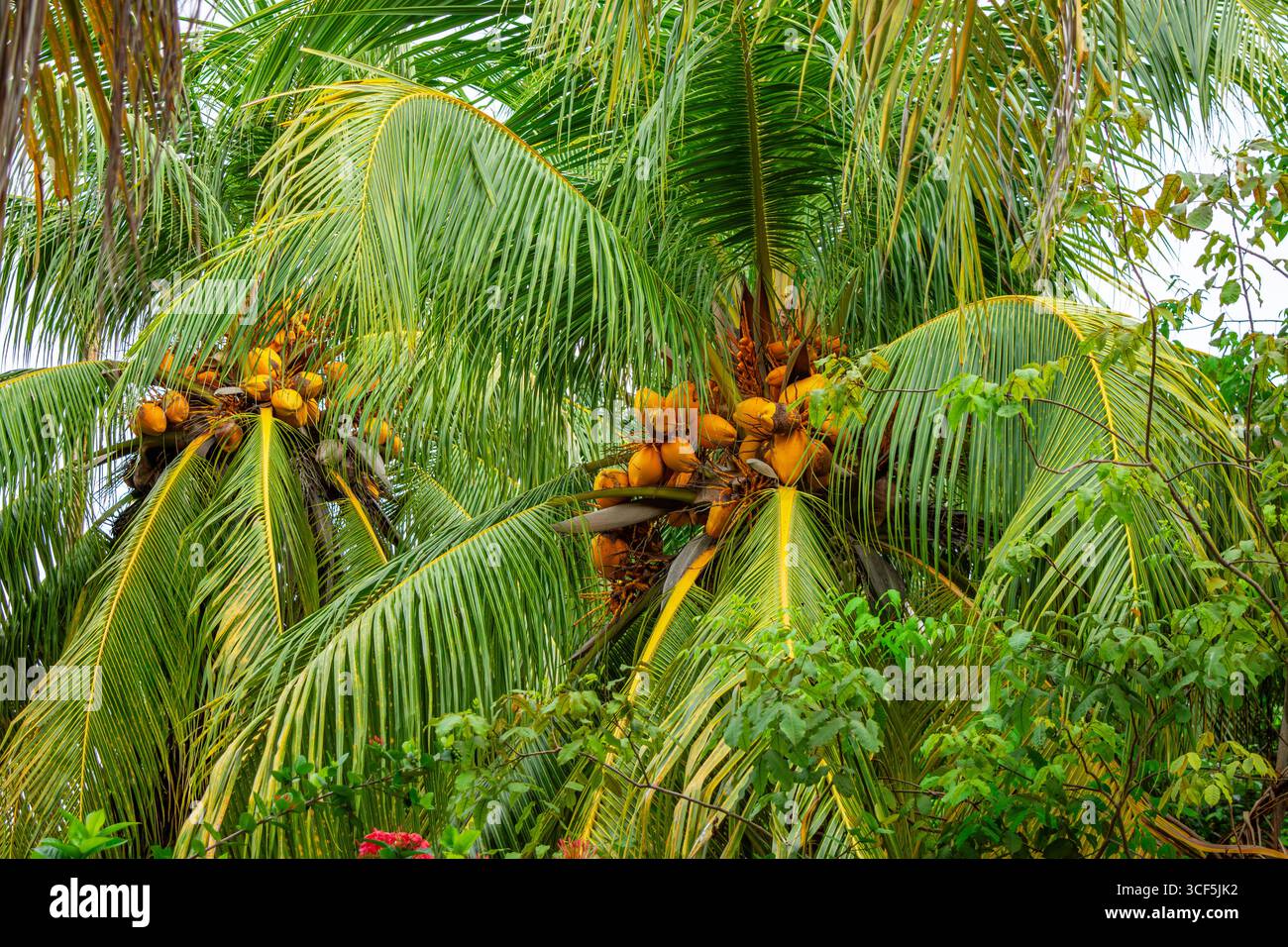Cocotiers luxuriants avec des noix de coco mûres dans les îles Rosario, Carthagène, Colombie, mettant en valeur la beauté tropicale et la nature vibrante. Banque D'Images