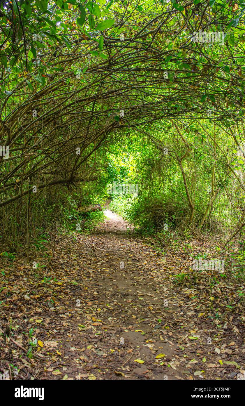 Un sentier serein entouré d'un feuillage vert vibrant sur l'île de Rosario, Cartagena, Colombie, invitant à l'exploration et à l'aventure. Banque D'Images