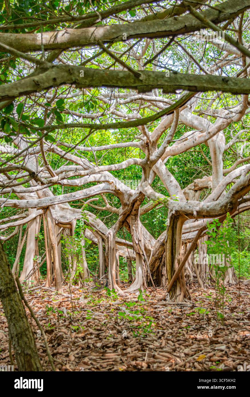 Une scène forestière dense et dynamique mettant en valeur des formations d'arbres uniques dans les îles Rosario, Carthagène, Colombie. Banque D'Images
