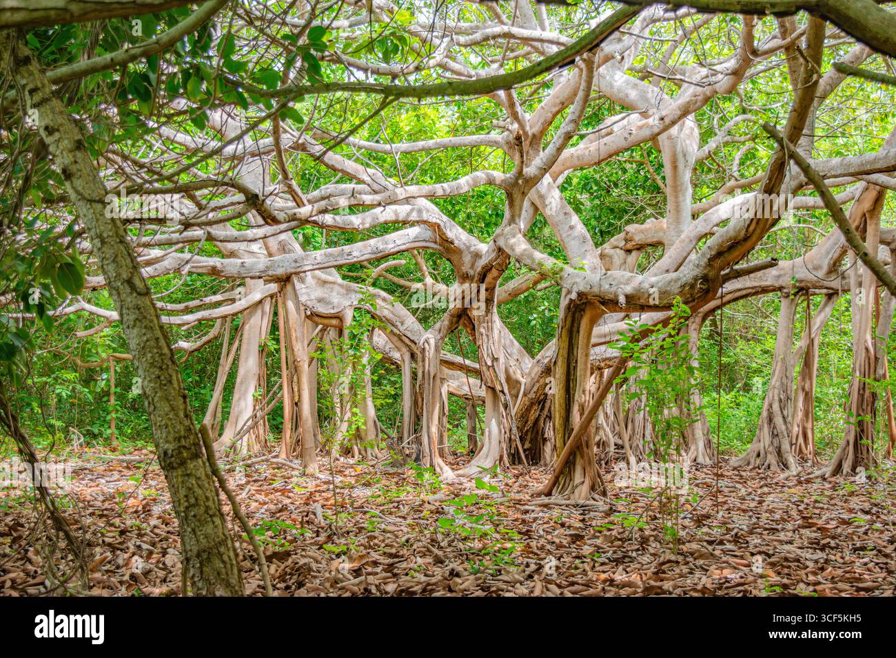 Une vue captivante des formations d'arbres uniques dans le paysage luxuriant des îles Rosario, Carthagène, Colombie. Banque D'Images