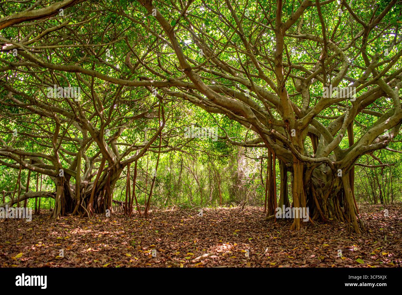 Une vue sereine sur les arbres entrelacés dans les îles Rosarios, mettant en valeur le feuillage vert vibrant et une atmosphère de forêt tranquille. Banque D'Images