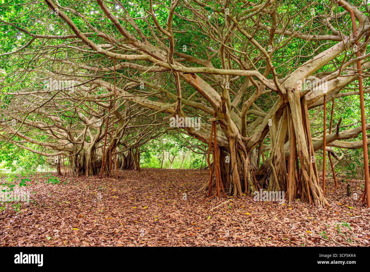 Une scène tranquille mettant en valeur un sentier entouré d'arbres uniques dans les îles Rosario, Carthagène, Colombie, avec des feuilles tombées sous les pieds. Banque D'Images