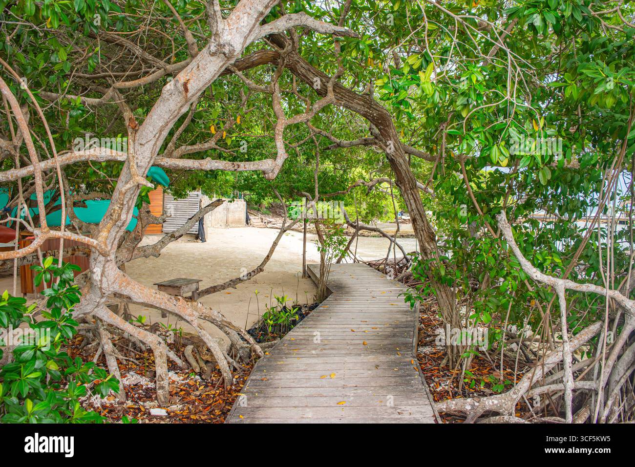Un sentier en bois entouré d'une végétation luxuriante mène à une plage tranquille sur l'île de Rosario à Carthagène, en Colombie. Banque D'Images