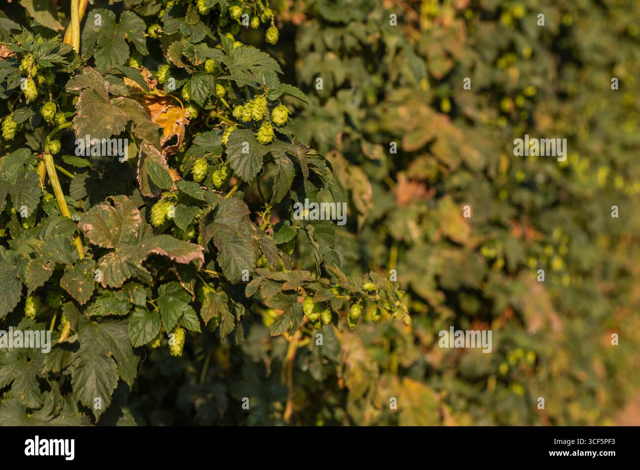 Gros plan de cônes de houblon verts sur des vignes Humulus lupulus dans un hopyard, lumière du jour de la fin de l'été, faible profondeur de champ, ingrédient de brassage et agriculture BA Banque D'Images