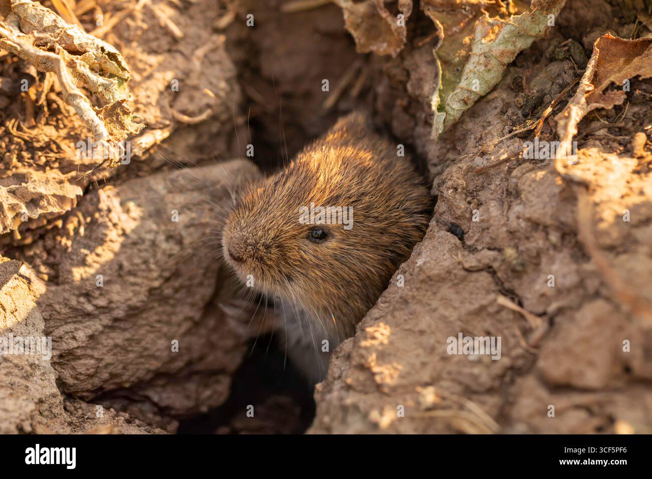 Vole commune (Microtus arvalis) regard rapproché à partir du terrier dans le sol fissuré, fourrure brune et moustaches, habitat naturel de prairie, faible profondeur de champ Banque D'Images