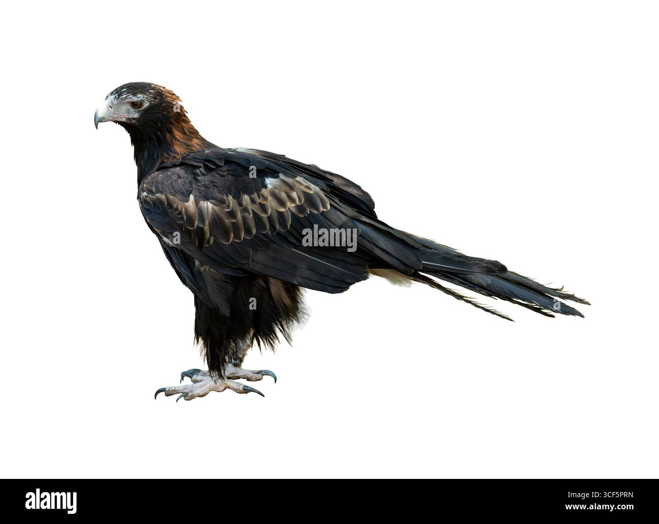 Un aigle à queue cunéiforme en plein profil présentant ses plumes sombres, sa longue queue et son bec accroché fort tout en se tenant debout sur le sol, isolé sur le b blanc Banque D'Images