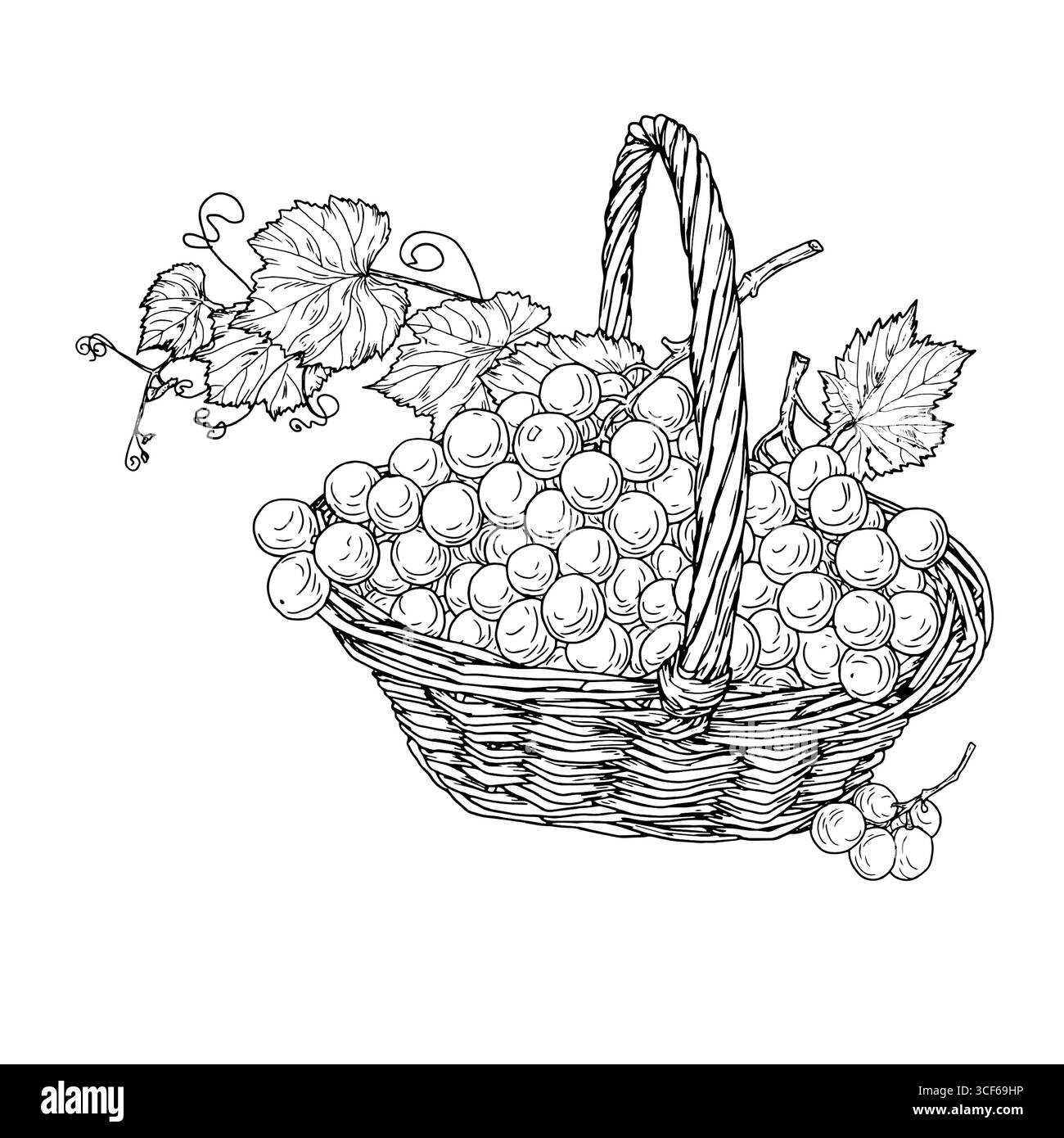 Raisins mûrs dans un panier en osier, croquis noir et blanc. Illustration vectorielle. Baies sucrées, grappes de raisins avec des feuilles, isolées sur un blanc Illustration de Vecteur