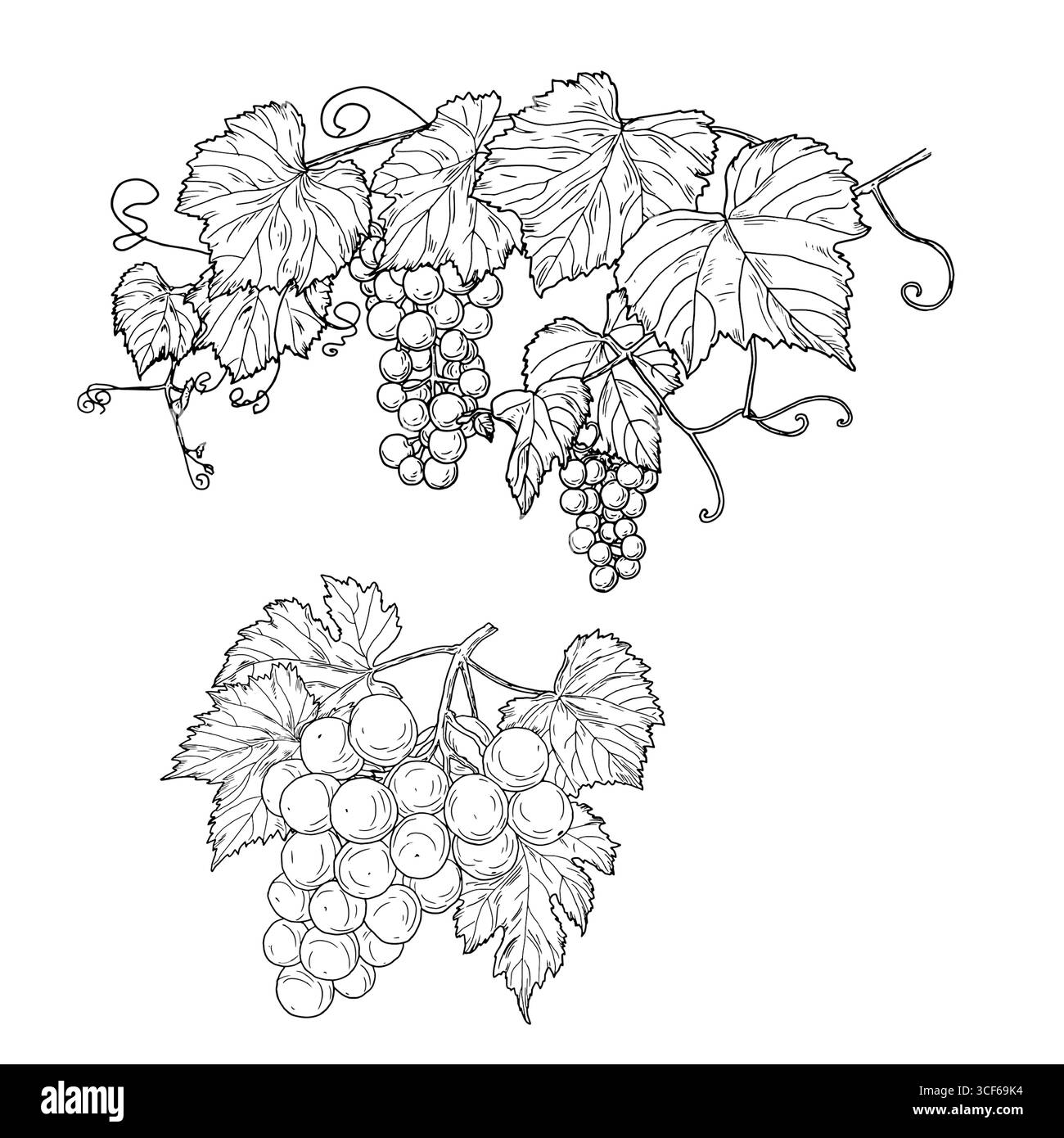 Feuilles, brindilles et grappes de raisins, croquis noir et blanc. Illustration vectorielle. Fruits sucrés de raisin, un ensemble de silhouettes isolées sur un blanc Illustration de Vecteur