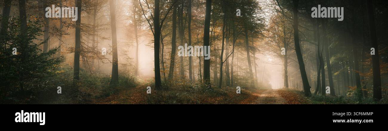 Paysage naturel panoramique magique avec une ambiance de lumière mystérieuse dans une forêt brumeuse en automne, avec un faisceau de soleil illuminant deux chemins séparés Banque D'Images