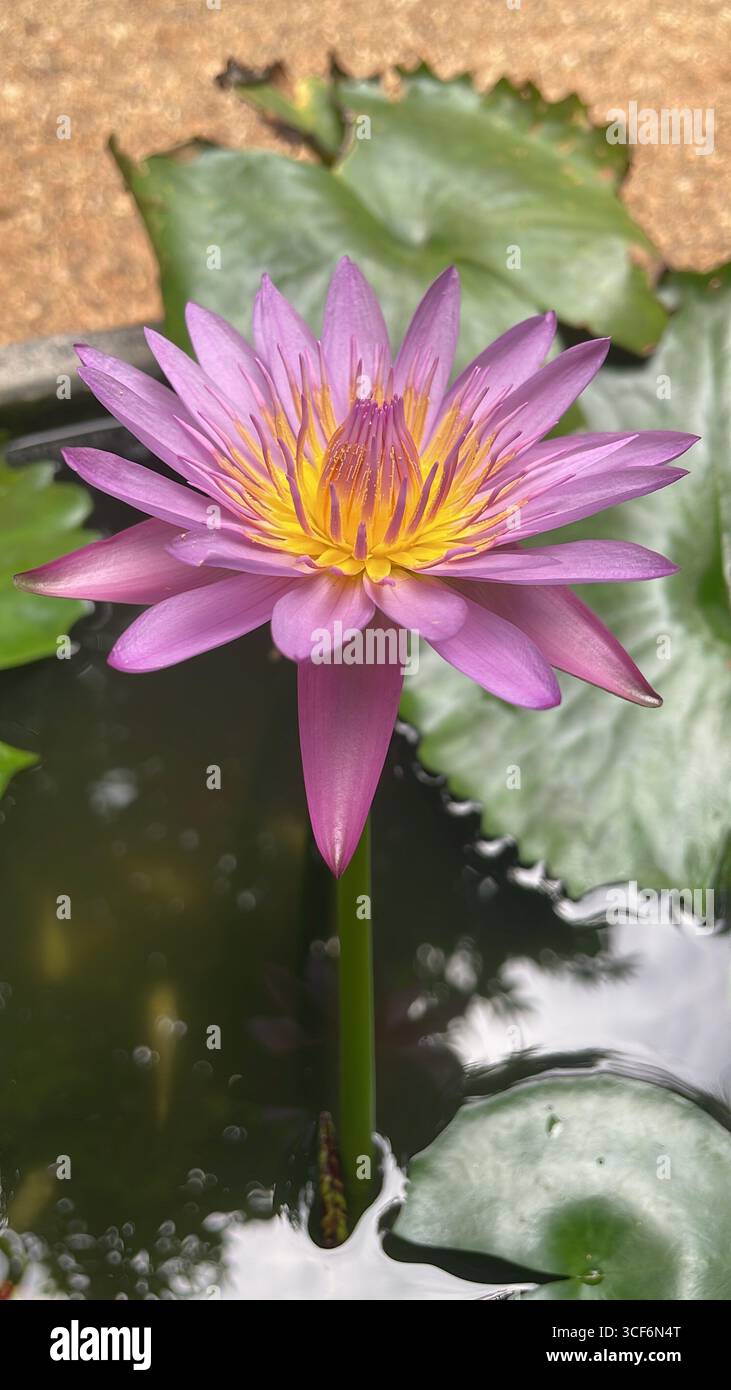 riz d'été et nature brillante avec la tranquillité d'esprit - Image de stock capturée avec un smartphone