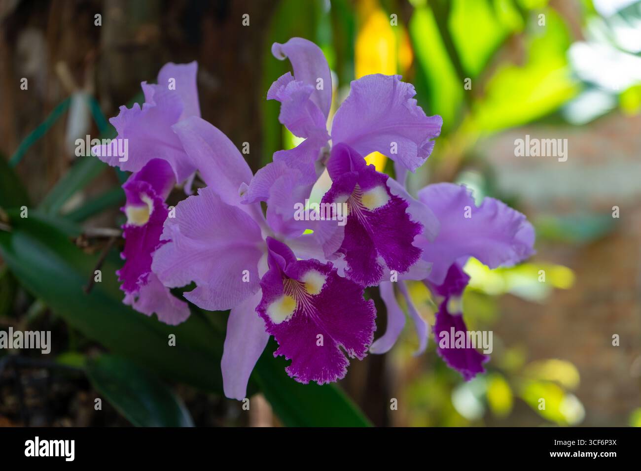 Orchidée colombienne 'cattleya trianae' fleur traditionnelle de Colombie, belle orchidée rose Banque D'Images