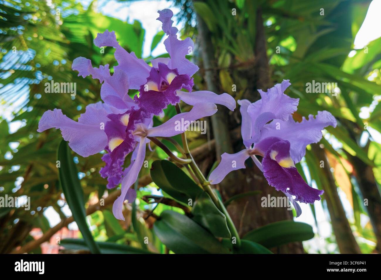 Orchidée colombienne 'cattleya trianae' fleur traditionnelle de Colombie, belle orchidée rose Banque D'Images