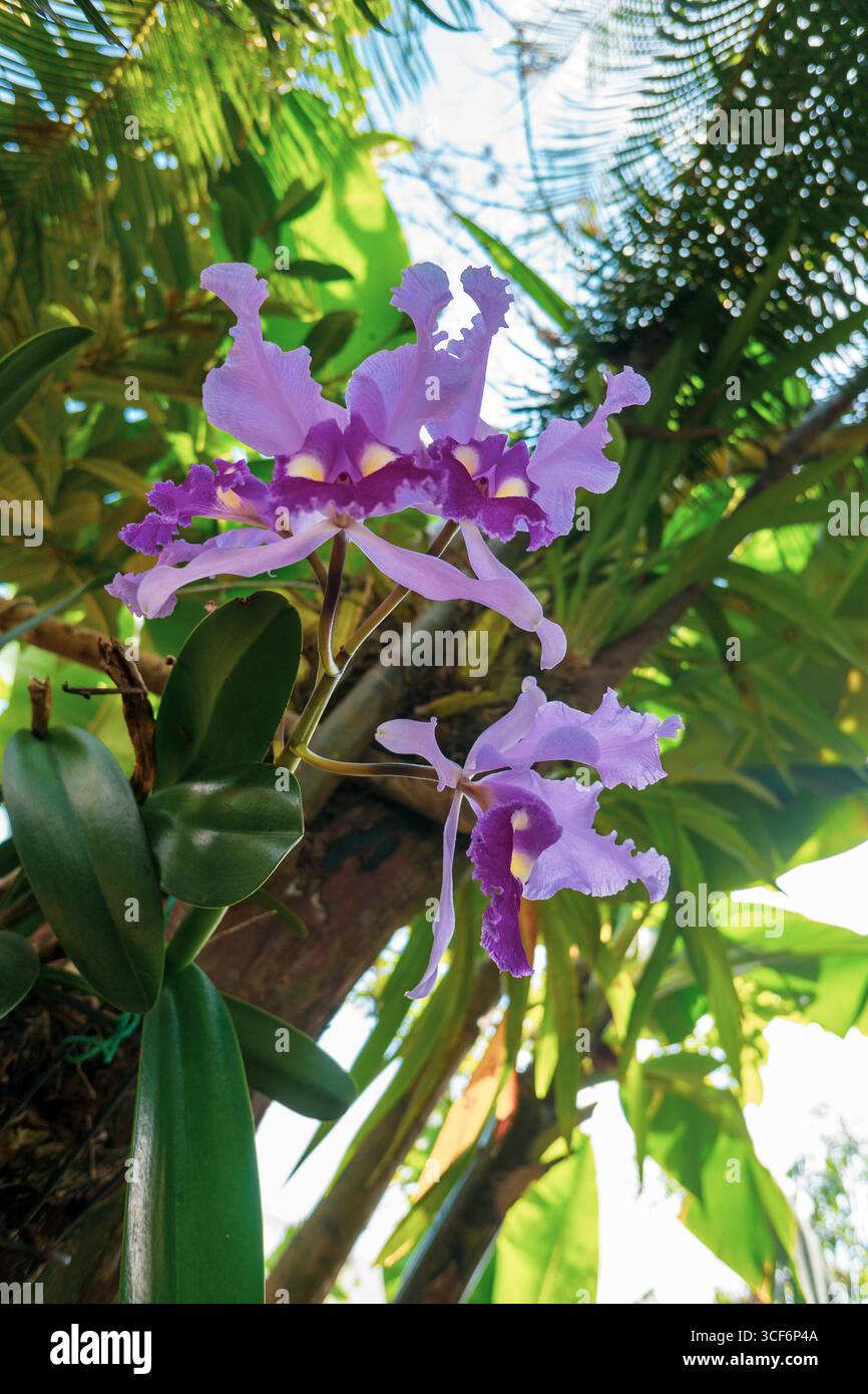 Orchidée colombienne 'cattleya trianae' fleur traditionnelle de Colombie, belle orchidée rose Banque D'Images