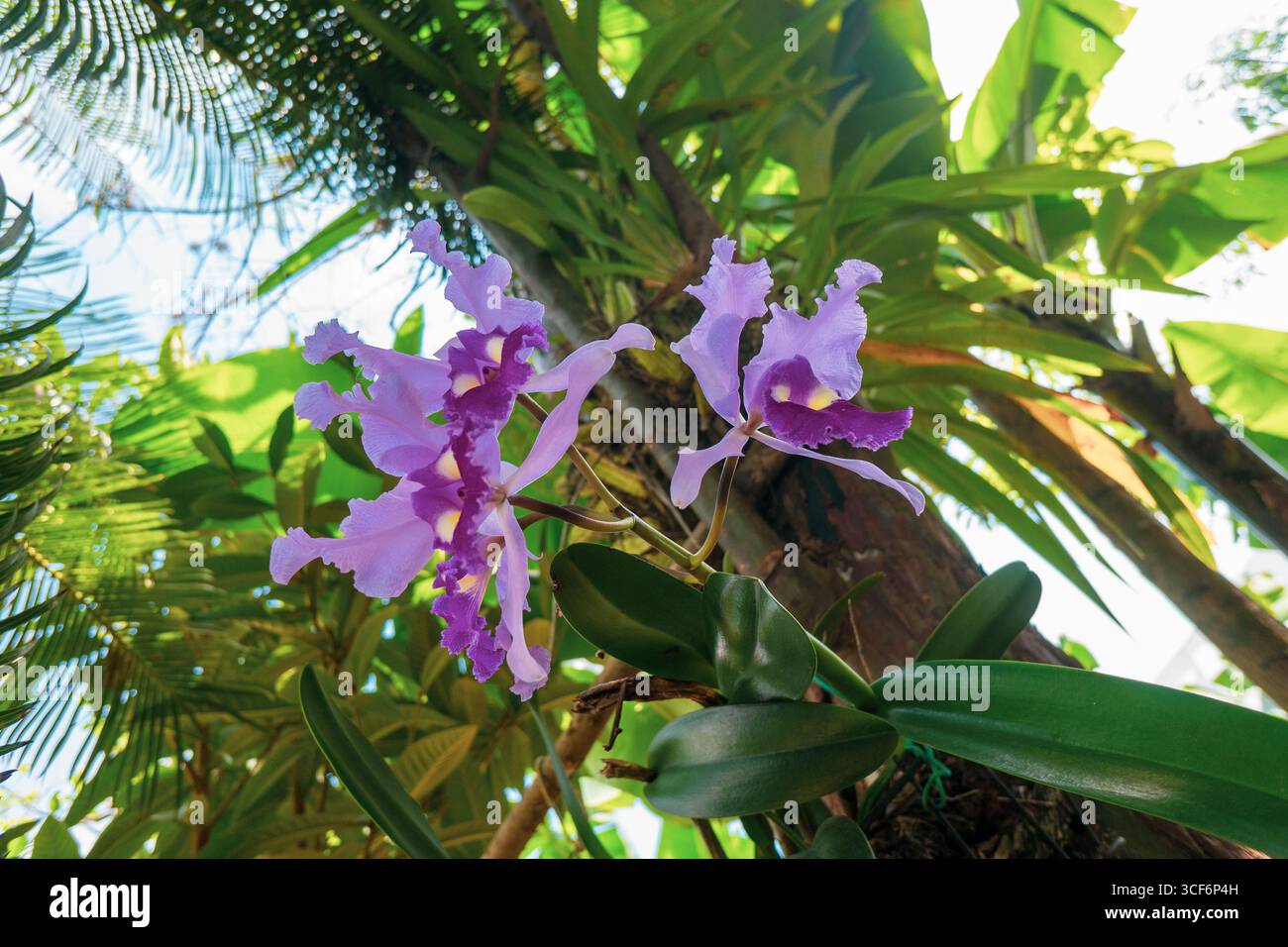 Orchidée colombienne 'cattleya trianae' fleur traditionnelle de Colombie, belle orchidée rose Banque D'Images