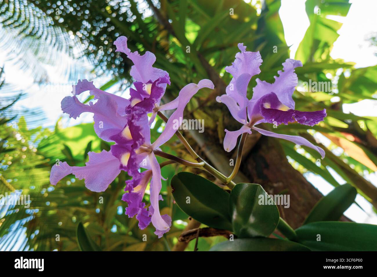 Orchidée colombienne 'cattleya trianae' fleur traditionnelle de Colombie, belle orchidée rose Banque D'Images