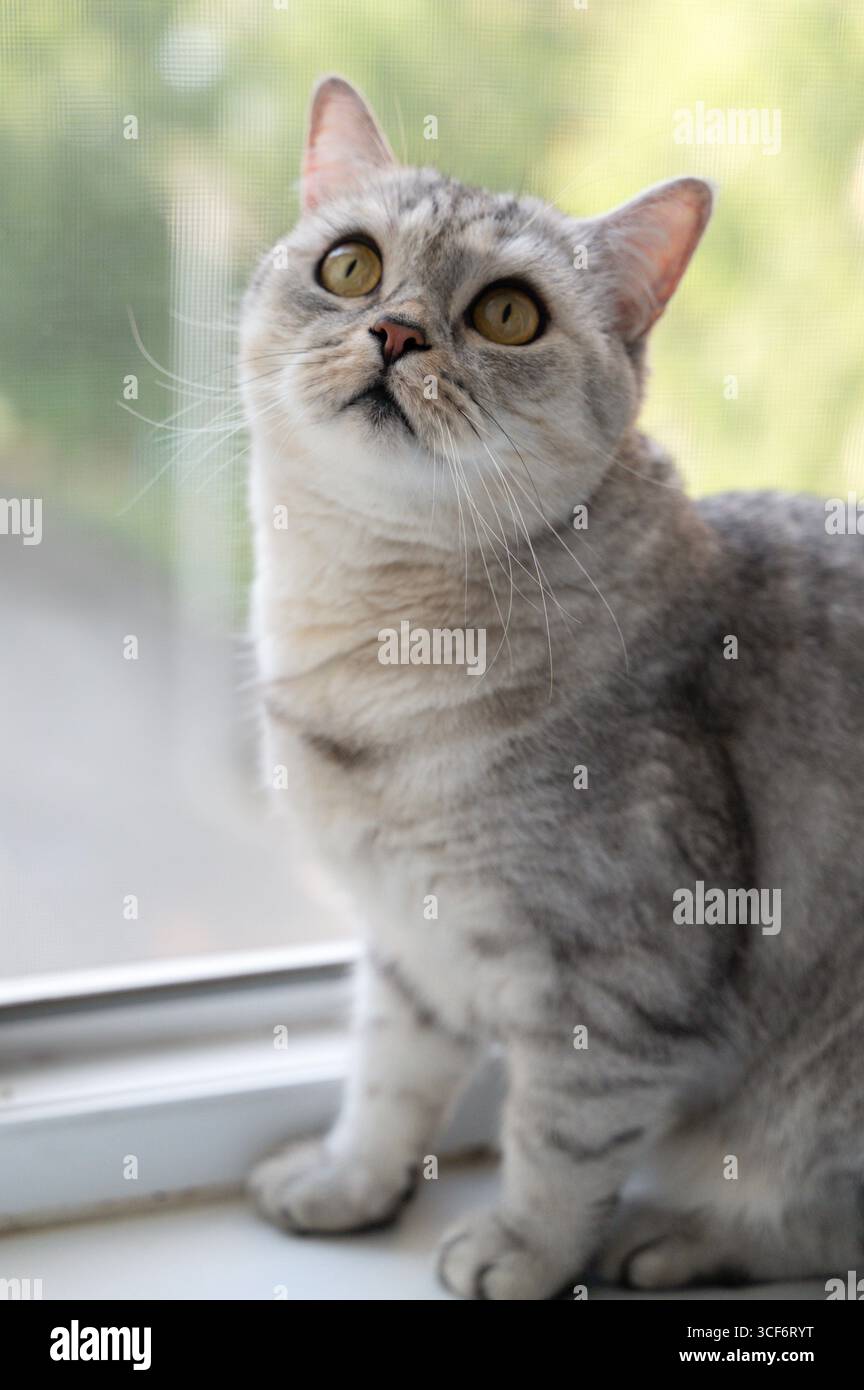 Un charmant chat écossais argenté regarde curieusement par une fenêtre, mettant en valeur ses grands yeux expressifs Banque D'Images
