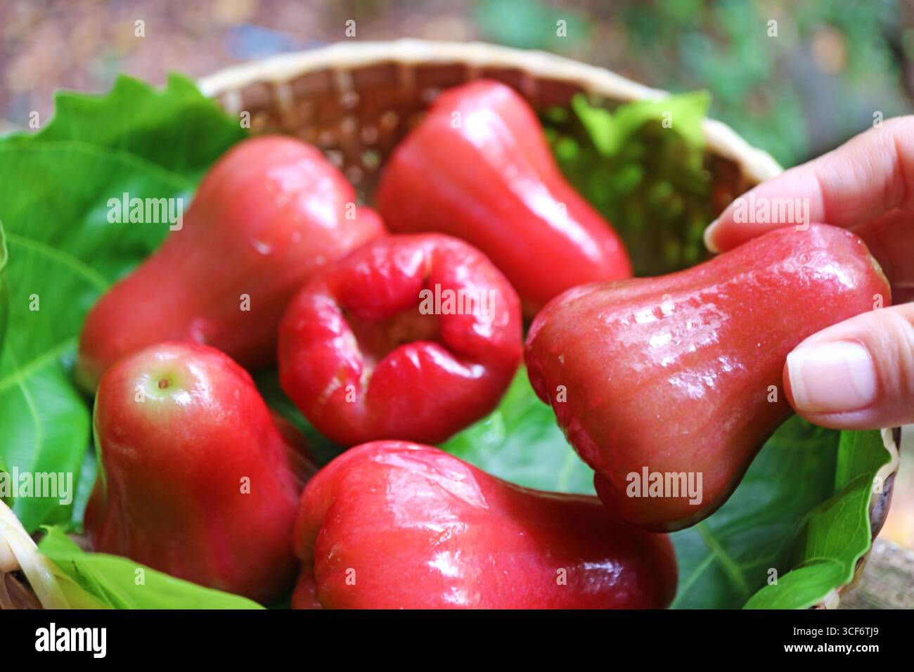 Cueillette à la main un fruit de goyave de l'eau Red Waxy Skin vibrant dans un panier Banque D'Images