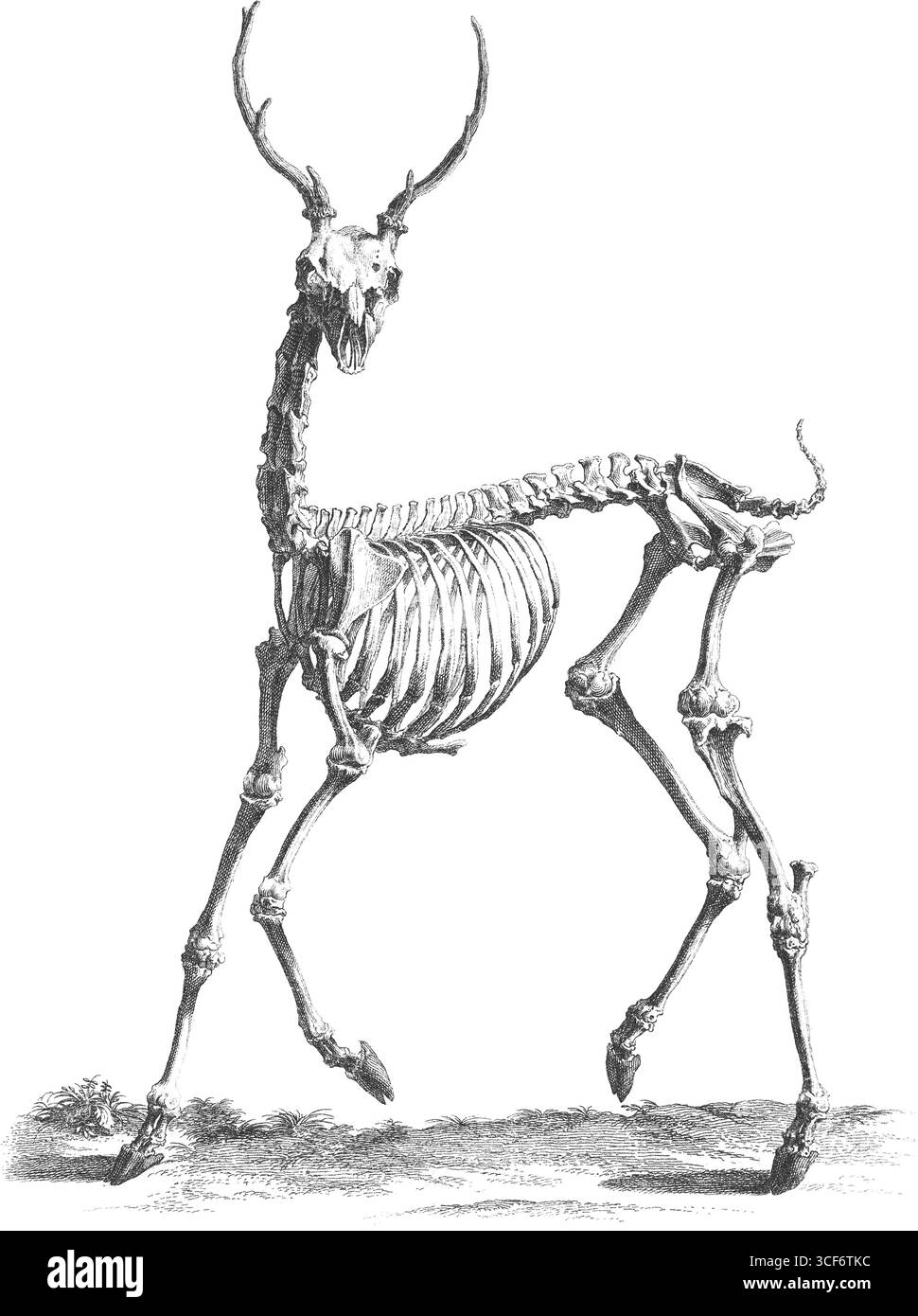 Squelette de cerf de gravure du 18ème siècle Banque D'Images