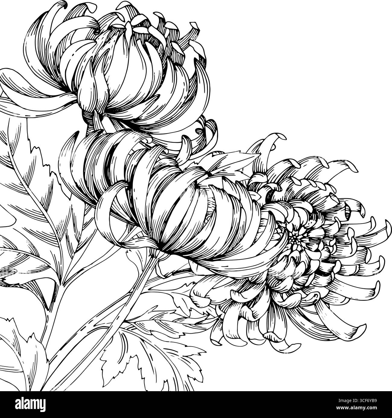 Cadre d'angle de chrysanthèmes. Illustration à l'encre faite à la main. Pour la conception d'emballage, les cartes, la couverture, les impressions, les étiquettes de produits et le tissu. Illustration de Vecteur