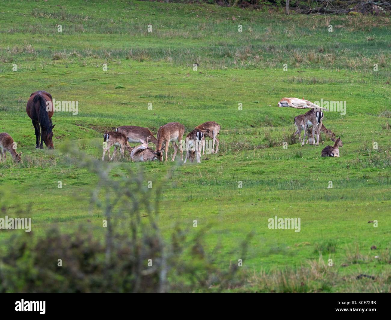 Cerf en jachère Dama dama et poney New Forest Equus caballus pâturant sur les prairies, Broomy Bottom, New Forest National Park, Hampshire, Angleterre, Royaume-Uni, 20 mai Banque D'Images