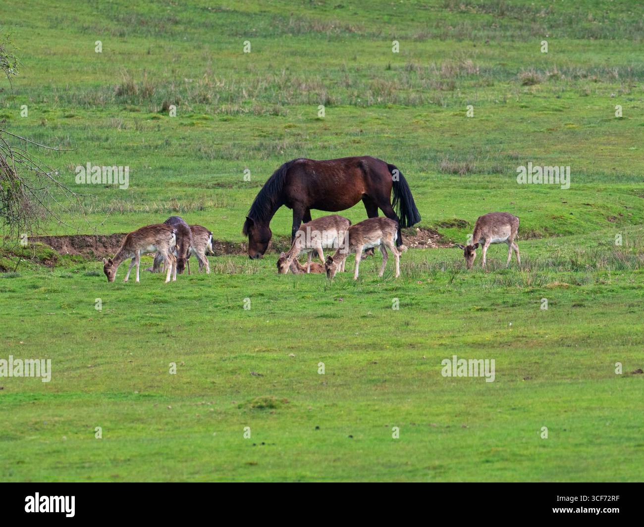Cerf en jachère Dama dama et poney New Forest Equus caballus pâturant sur les prairies, Broomy Bottom, New Forest National Park, Hampshire, Angleterre, Royaume-Uni, 20 mai Banque D'Images