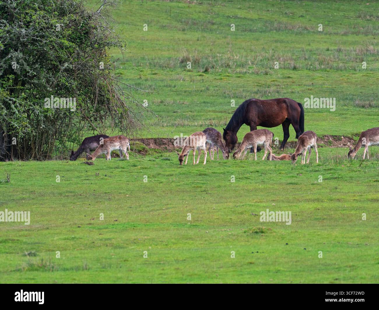 Cerf en jachère Dama dama et poney New Forest Equus caballus pâturant sur les prairies, Broomy Bottom, New Forest National Park, Hampshire, Angleterre, Royaume-Uni, 20 mai Banque D'Images