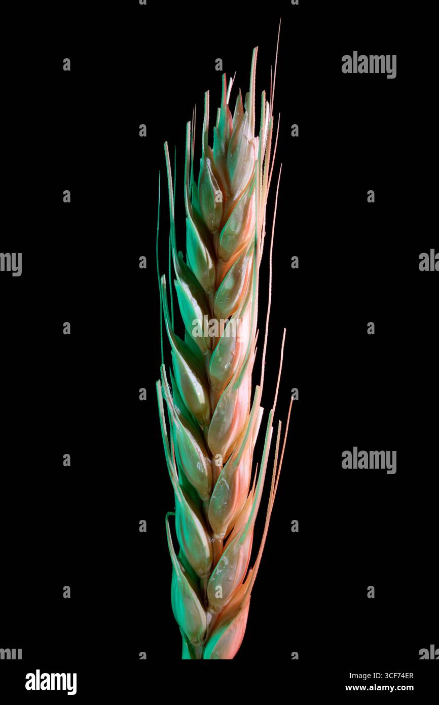 Gros plan d'un épi de blé unique, mis en évidence par un éclairage vert et rouge, isolé sur fond noir pour un contraste visuel percutant. Banque D'Images