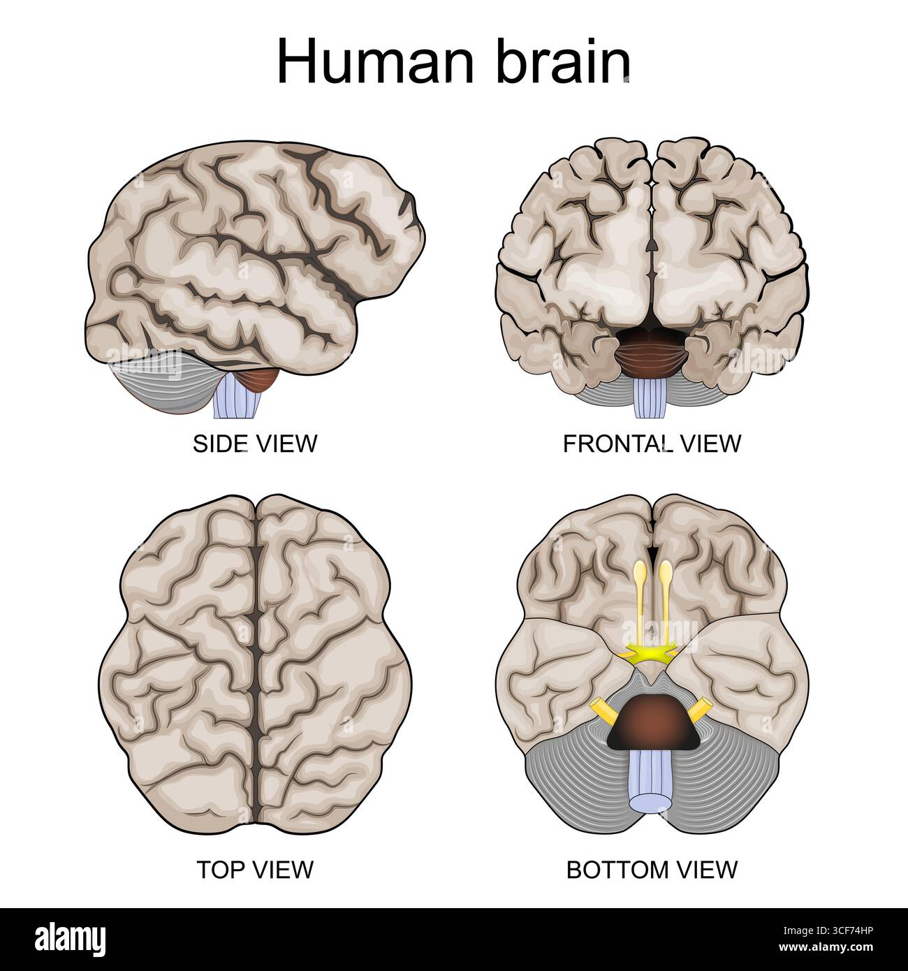 Anatomie cérébrale humaine. Vue supérieure, inférieure, latérale et frontale. Affiche vectorielle détaillée Illustration de Vecteur