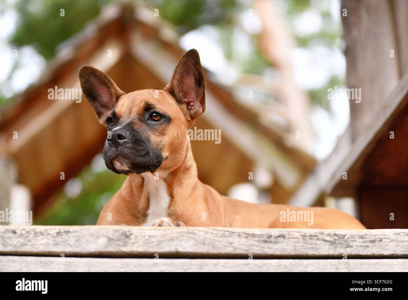 Jeune chien de race mixte couché sur une planche de bois. Chien fauve rouge avec masque noir de bouledogue français, Boxer et Bull Terrier miniature mix Banque D'Images