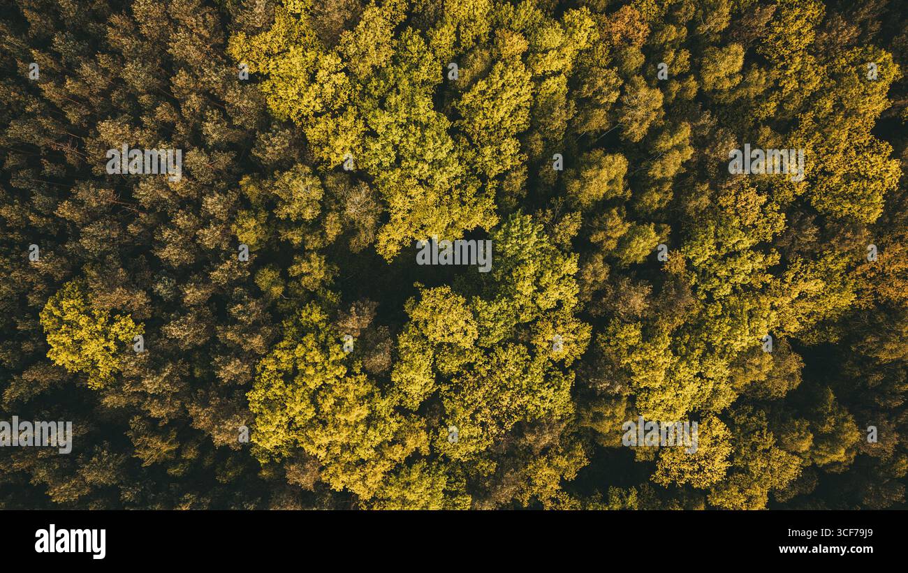 Vue aérienne de la forêt d'automne en pleine transformation saisonnière Banque D'Images
