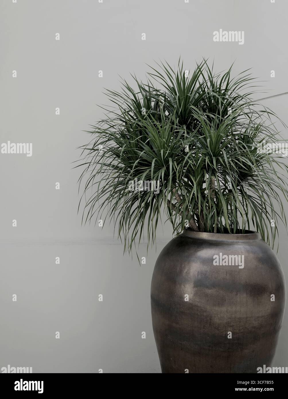 Véritable photographie organique prise plante d'intérieur en pot minimale plante tropicale neutre bâtiment de mur bg Banque D'Images