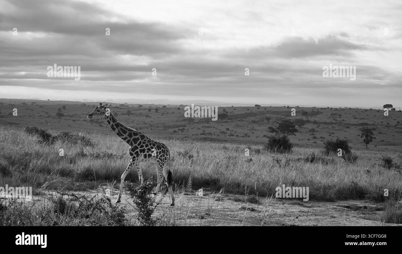 Portrait noir et blanc de girafe. Une girafe de Rothschild debout haute dans les prairies de savane ougandaise, soulignant ses motifs uniques. Banque D'Images