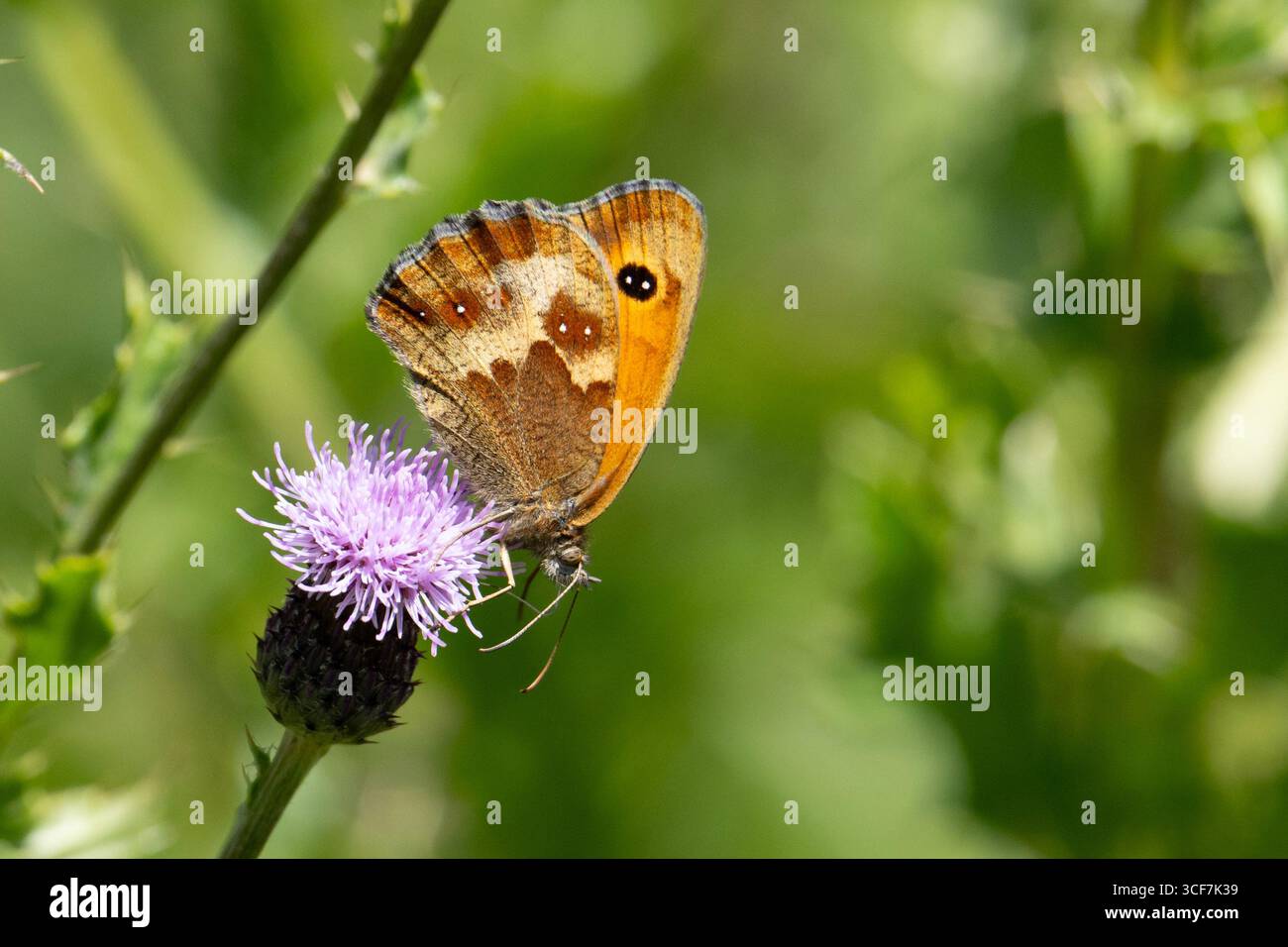 Papillon portier (Pyronia tithonus) sur un chardon. Banque D'Images