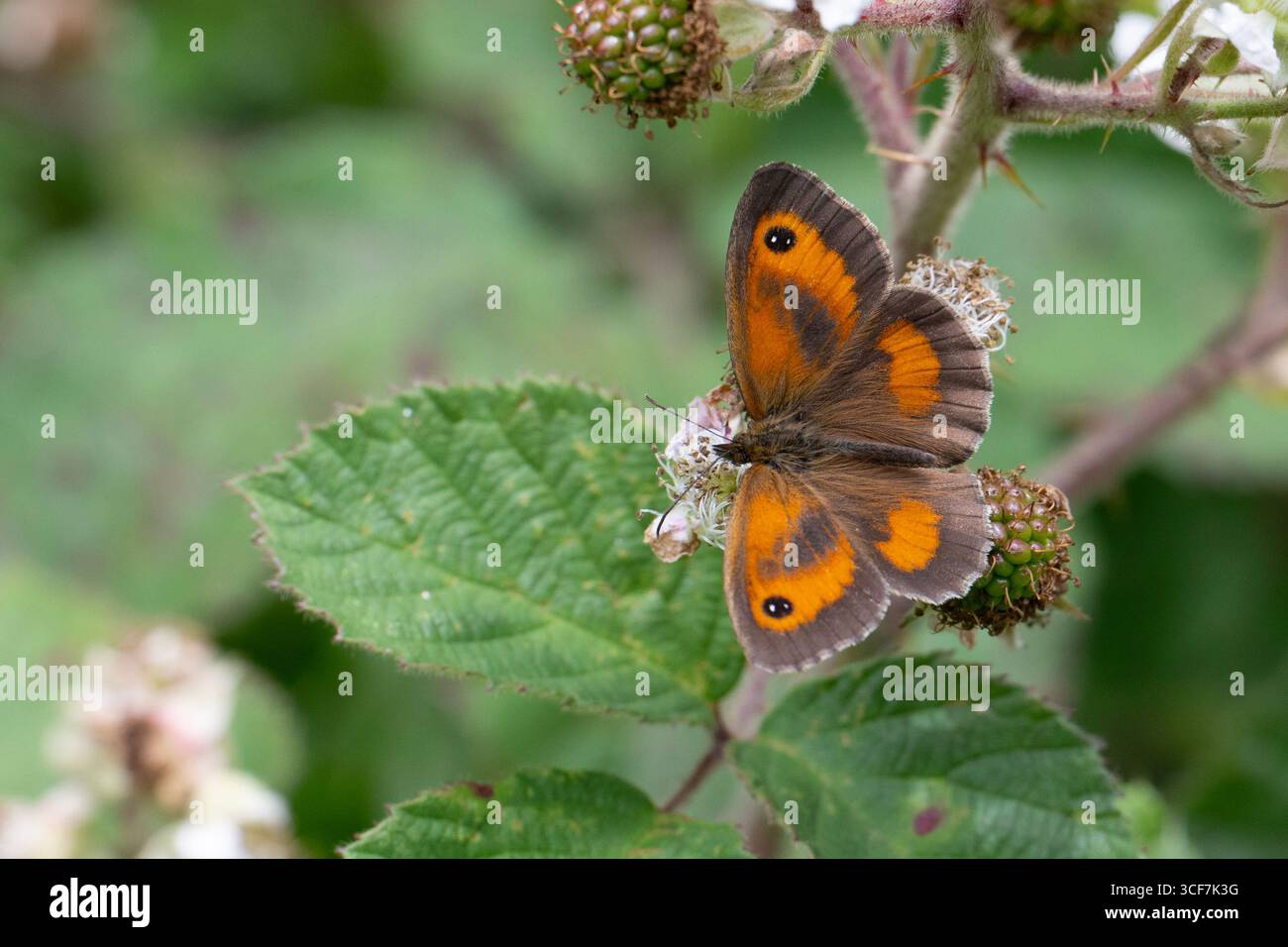Papillon portier (Pyronia tithonus) sur un chardon. Banque D'Images