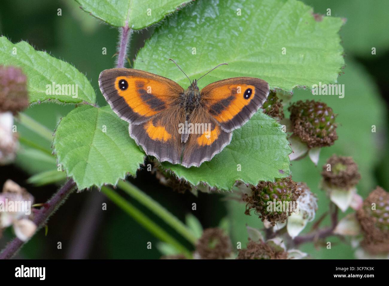 Papillon portier (Pyronia tithonus) sur un chardon. Banque D'Images