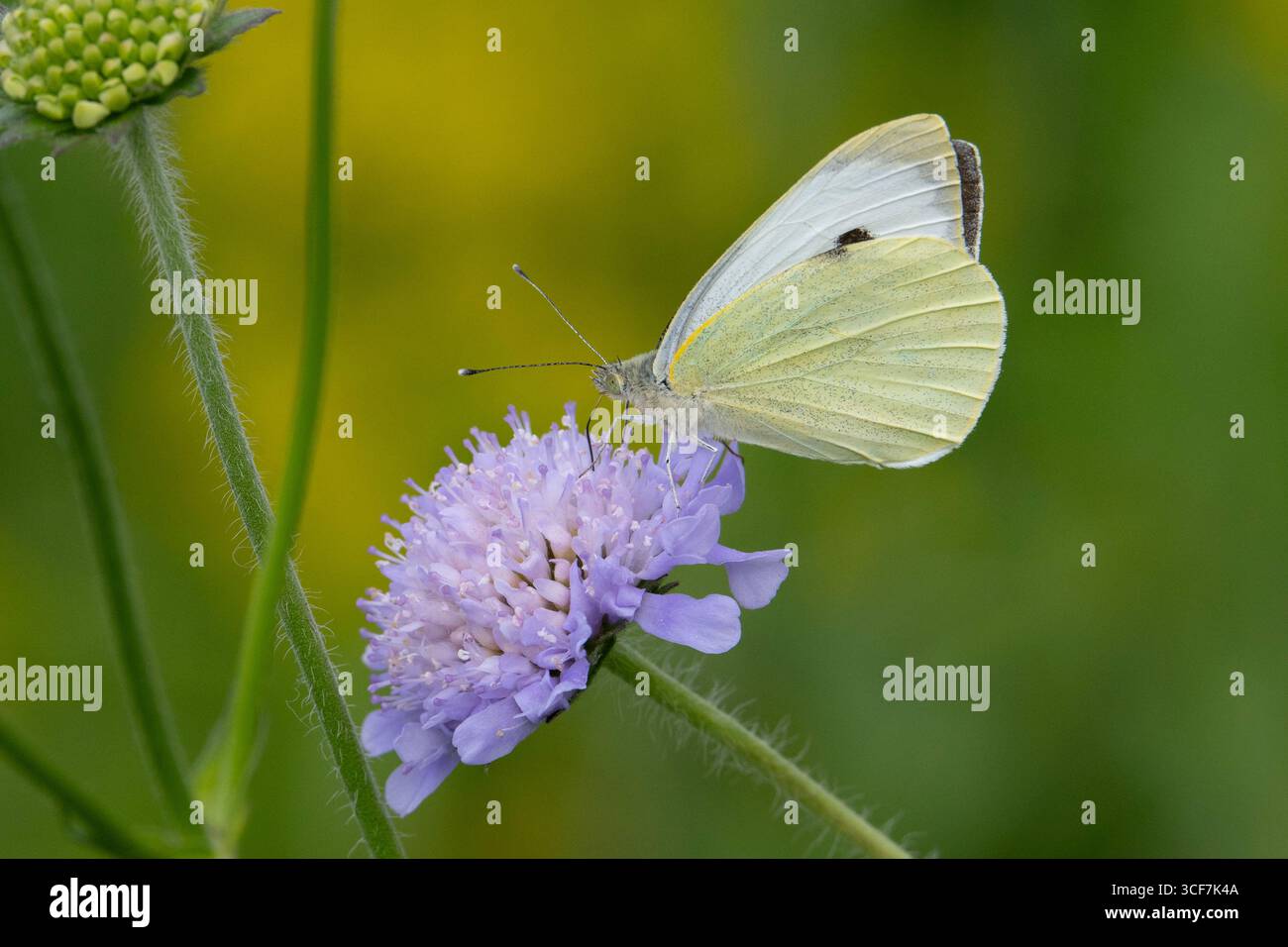 Grand papillon blanc (Pieris brassicae) se nourrissant d'une fleur de scabius. Banque D'Images