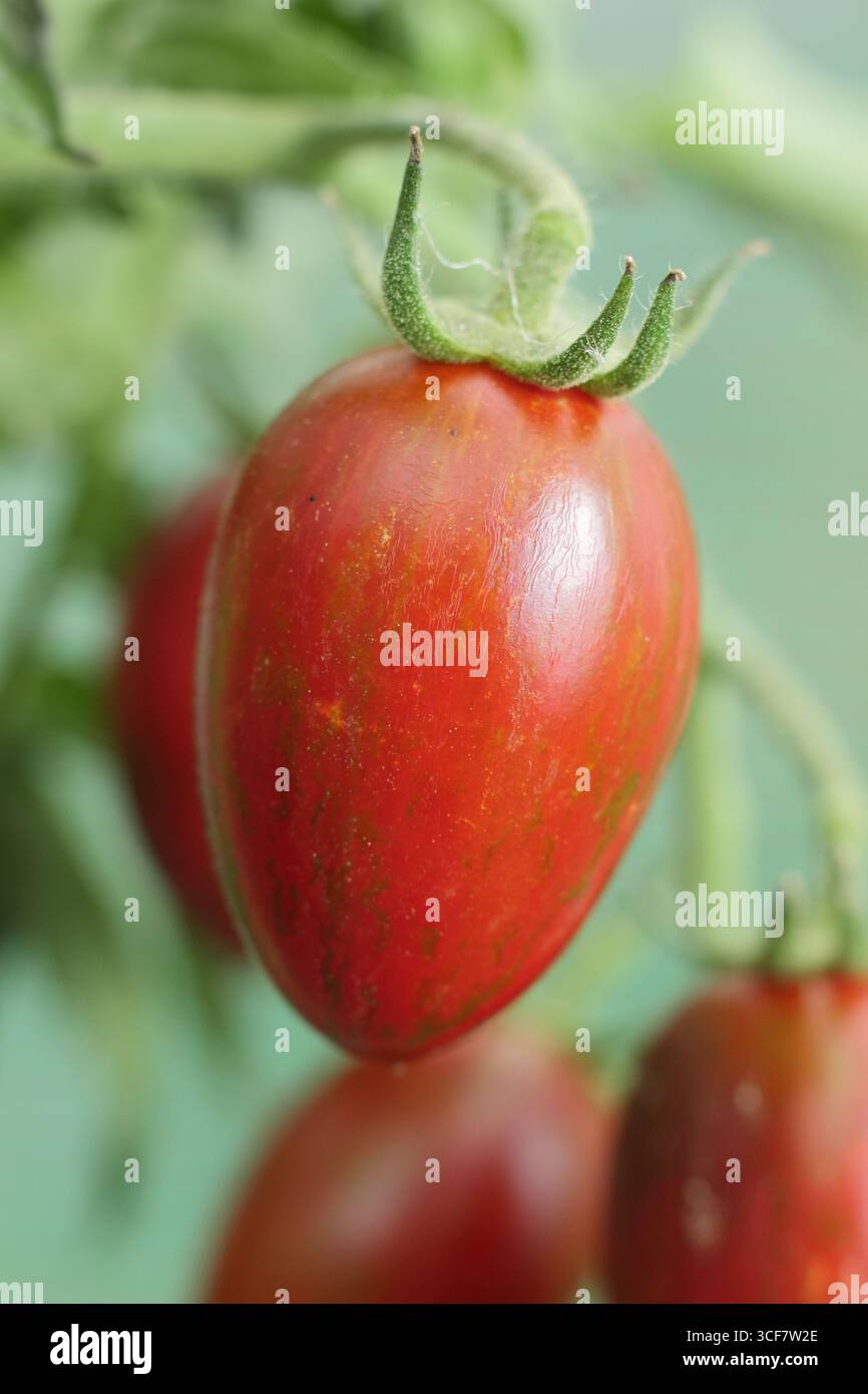 Tomates sur vigne sur plante. Solanum lycopersicum 'Shimmer'' variété F1 plante de tomate poussant sur la vigne avec support. ROYAUME-UNI Banque D'Images