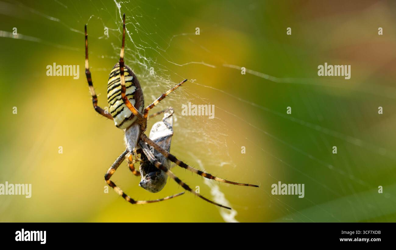 araignée guêpe avec une proie dans sa toile Banque D'Images