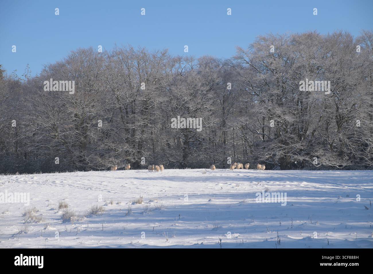 Mouton dans un champ en hiver, au-dessus de Hexham, Northumberland, Angleterre, Royaume-Uni. Banque D'Images
