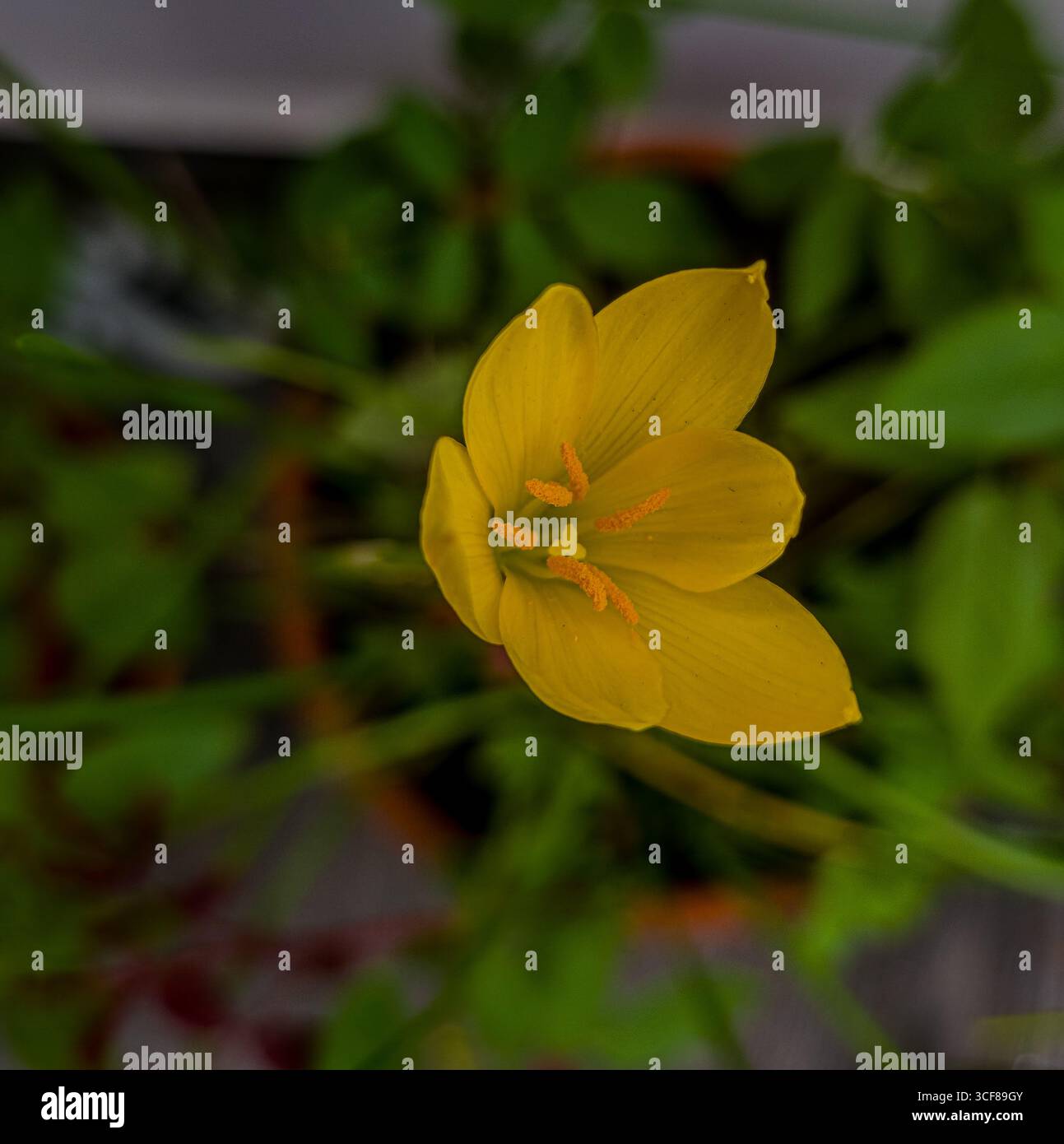 Brigthfull de fleur dorée avec fond arrière était flou. - Image de stock capturée avec un smartphone
