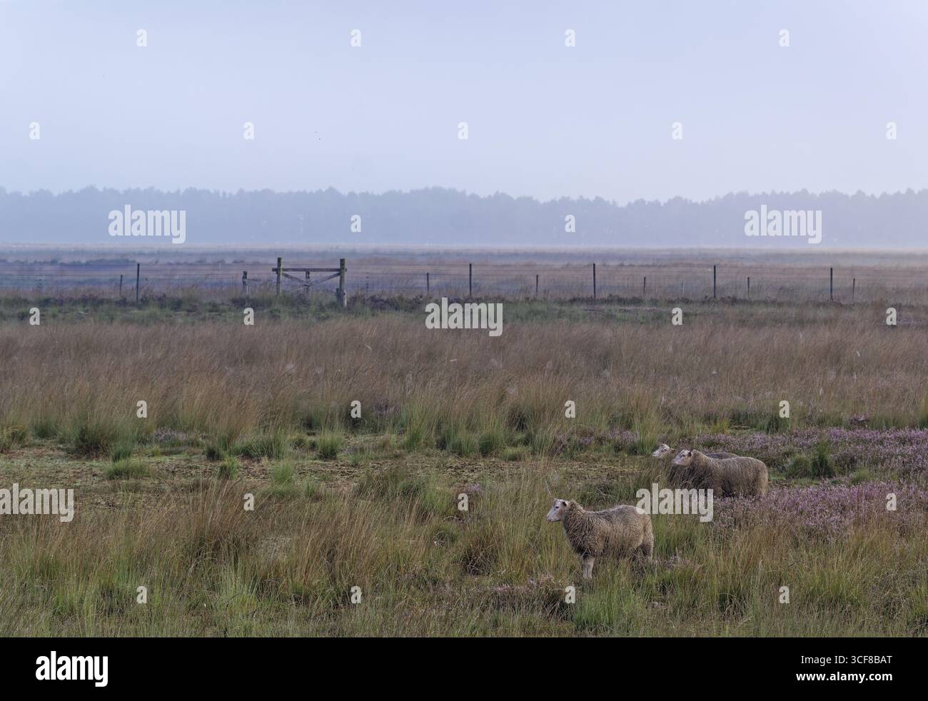 Réserve naturelle Dalum-Wietmarscher Moor dans le parc naturel Bourtanger Moor. La zone est pâturée par des moutons pour renaturaliser la lande. Dalum, Geeste, Emslan Banque D'Images