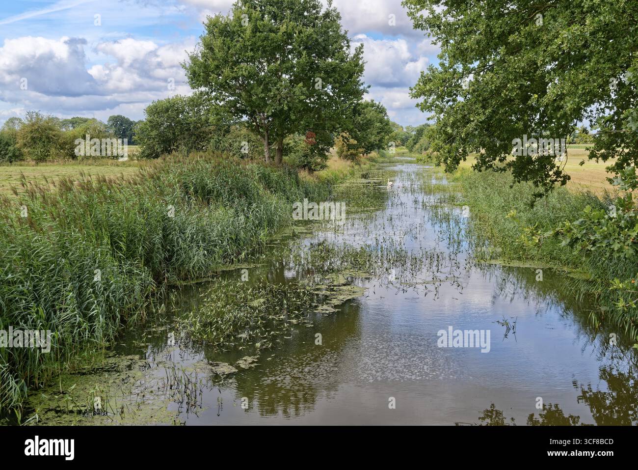 Roseaux et cygnes sur l'Alte aller près du village de Cluvenhagen dans le district de Verden. Cluvenhagen, basse-Saxe, Allemagne Banque D'Images