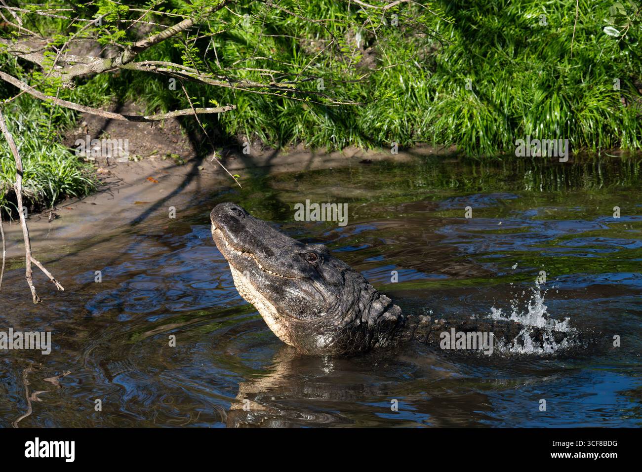 Un alligator américain affiche un rituel de cour d'accouplement où un grognement vocal profond à basse fréquence est fait, provoquant la vibration/danse de l'eau sur son dos Banque D'Images