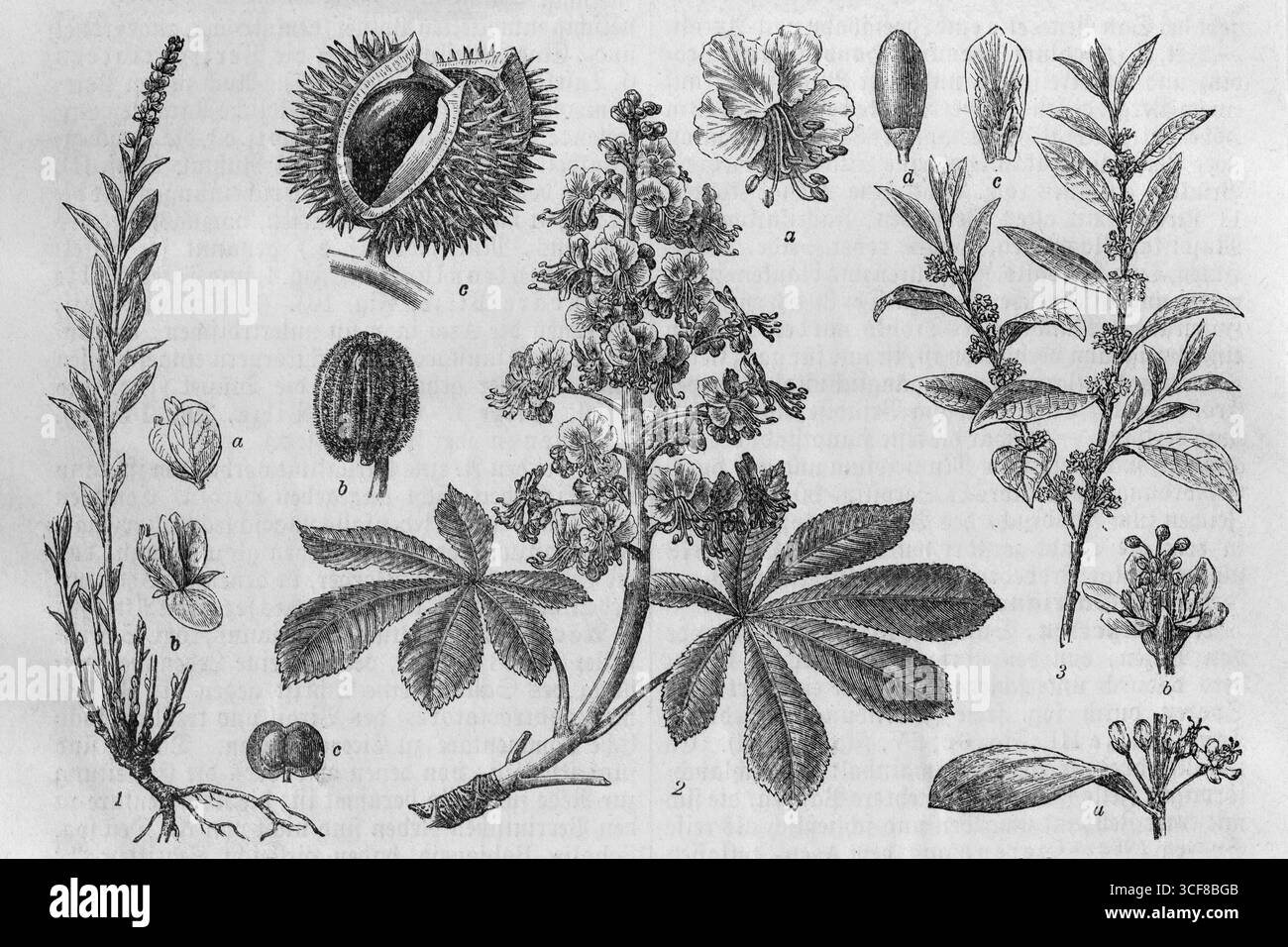 Plantes avec la substance médicinale aesculine, aesculine, châtaigne (Aesculus hippocastanum), plante de coca (Erythroxylon coca), racine de senga (Polygala Banque D'Images