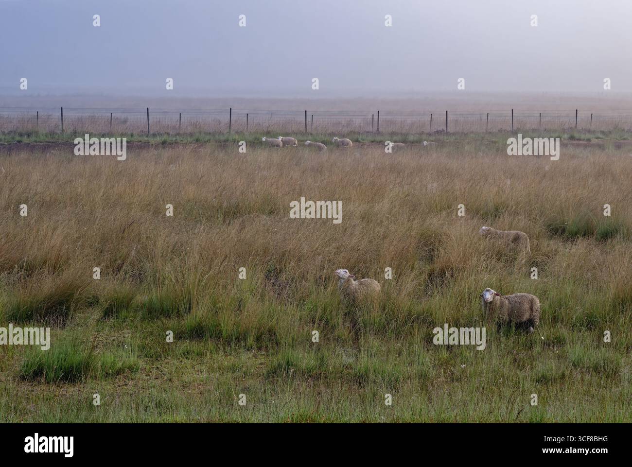 Réserve naturelle Dalum-Wietmarscher Moor dans le parc naturel Bourtanger Moor. La zone est pâturée par des moutons pour renaturaliser la lande. Dalum, Geeste, Emslan Banque D'Images