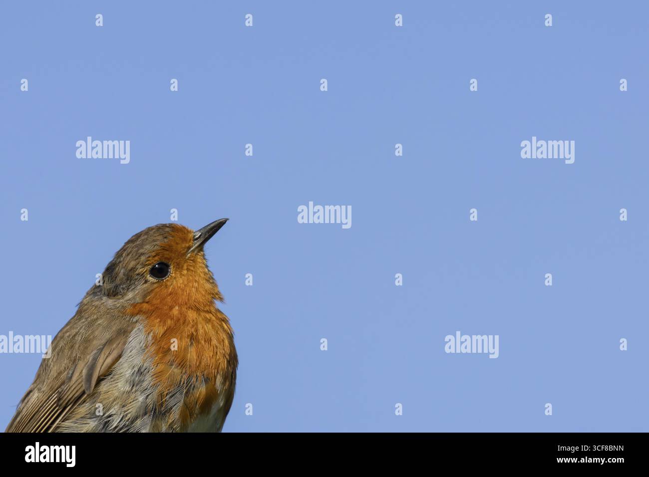 robin européen (Erithacus rubecula) portrait de tête d'oiseau adulte, Angleterre, Royaume-Uni Banque D'Images