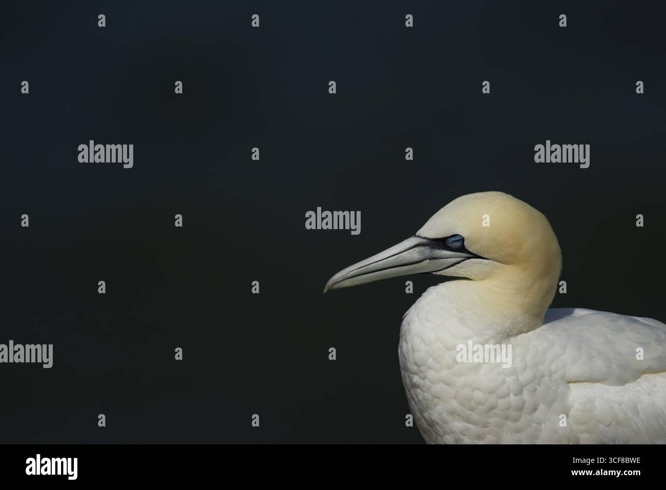 Gannet nordique (Morus bassanus) oiseau de mer adulte endormi, Angleterre, Royaume-Uni Banque D'Images